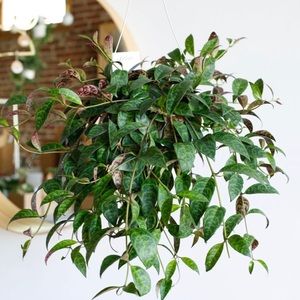 4 Node Black Pagoda Plant Cuttings